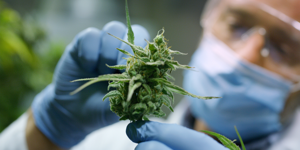 A scientist checking hemp plants in a greenhouse.