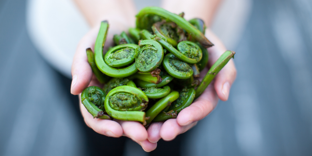 A handful of fiddleheads.