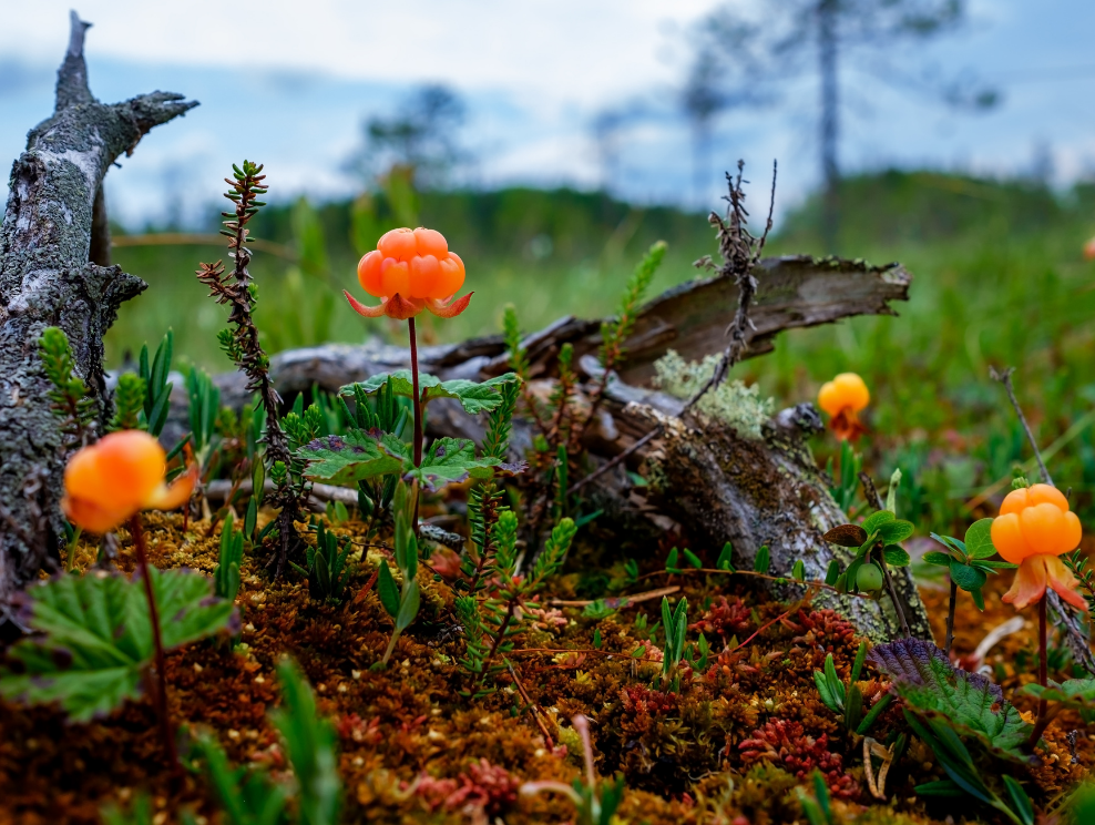 Wild cloudberries.