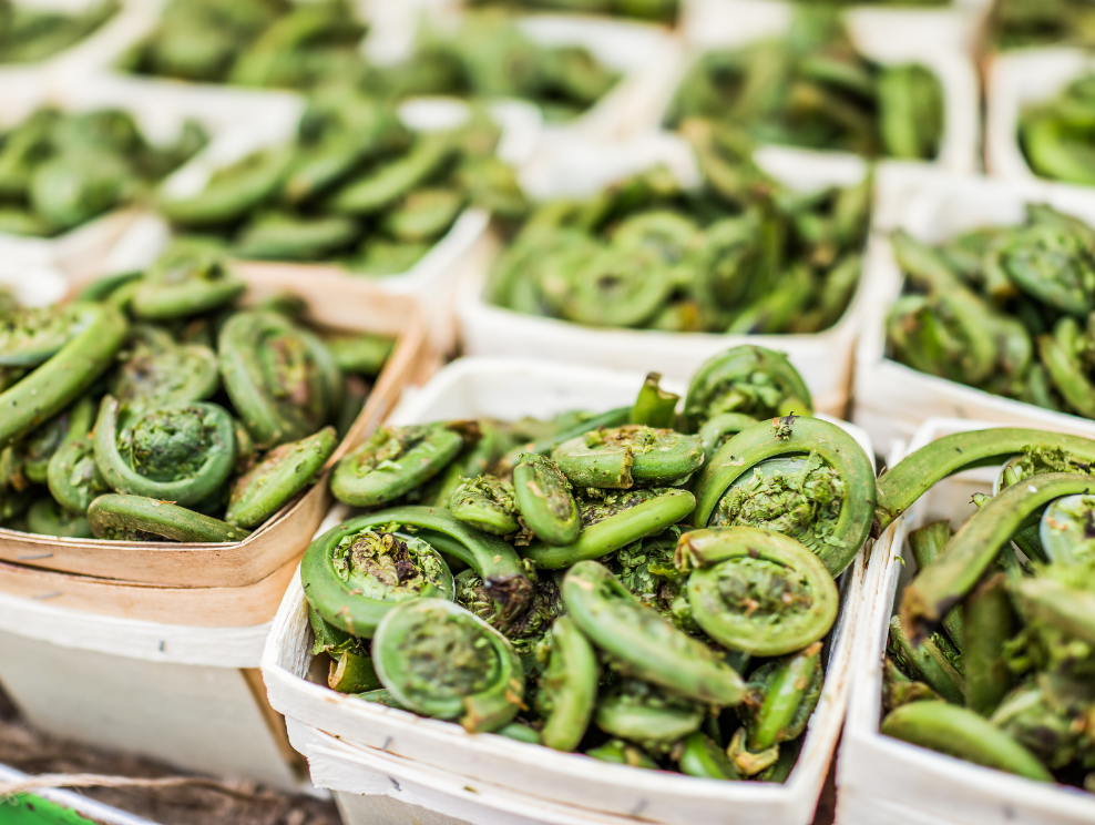 Macro closeup of fiddlehead ferns in baskets.