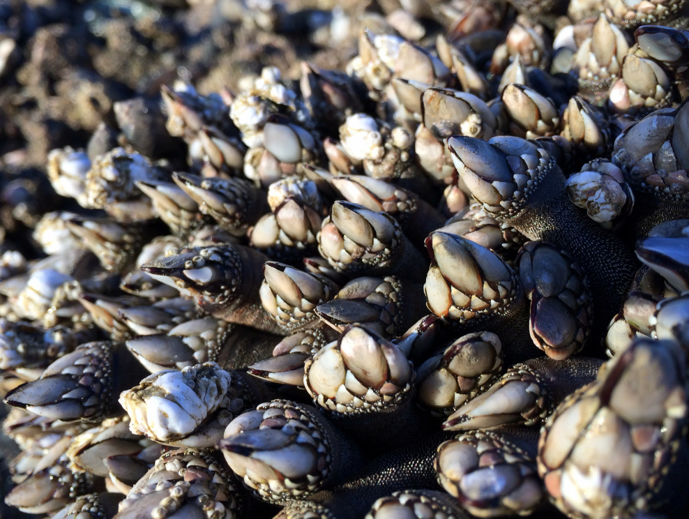 Gooseneck barnacles.