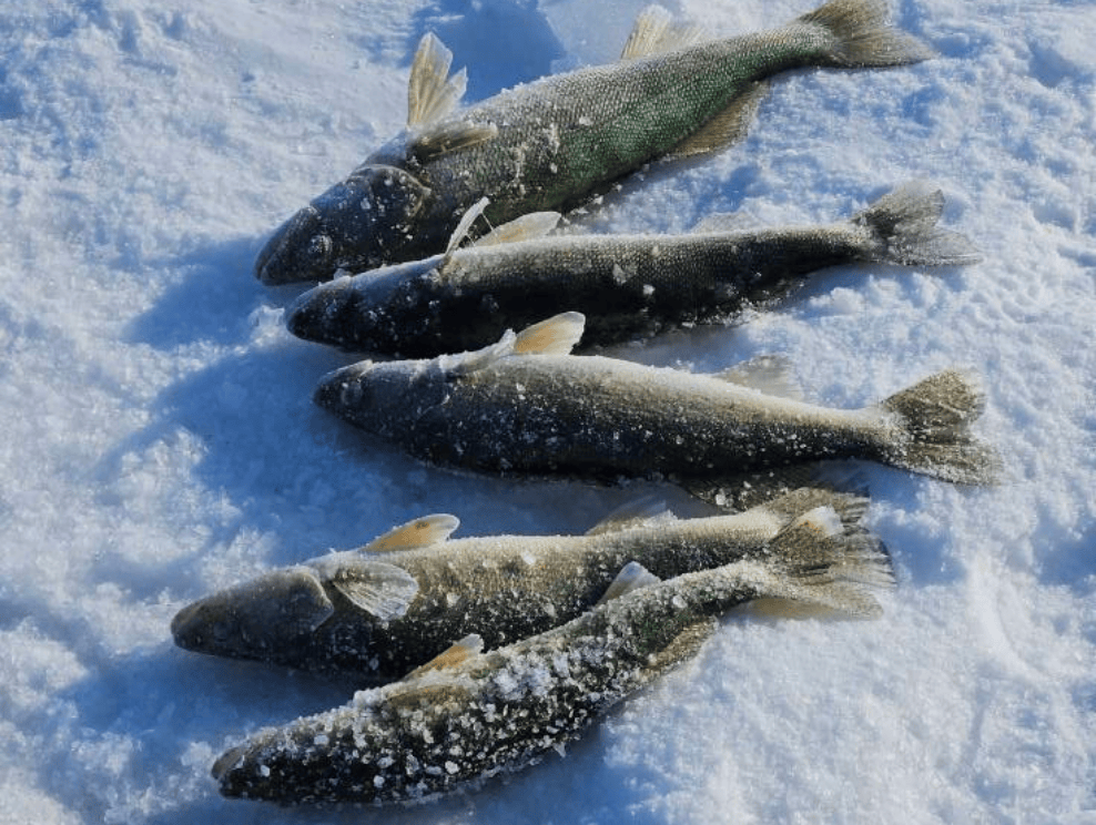 Greenback pickerel.