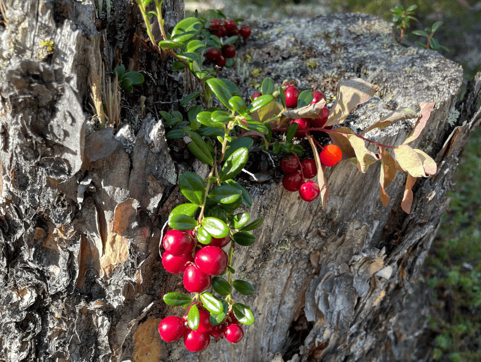 Low-bush cranberries.