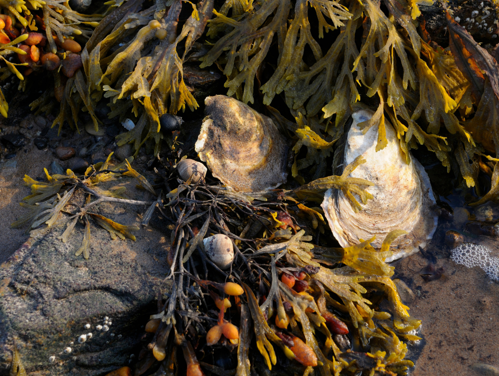 Nova Scotia oysters.