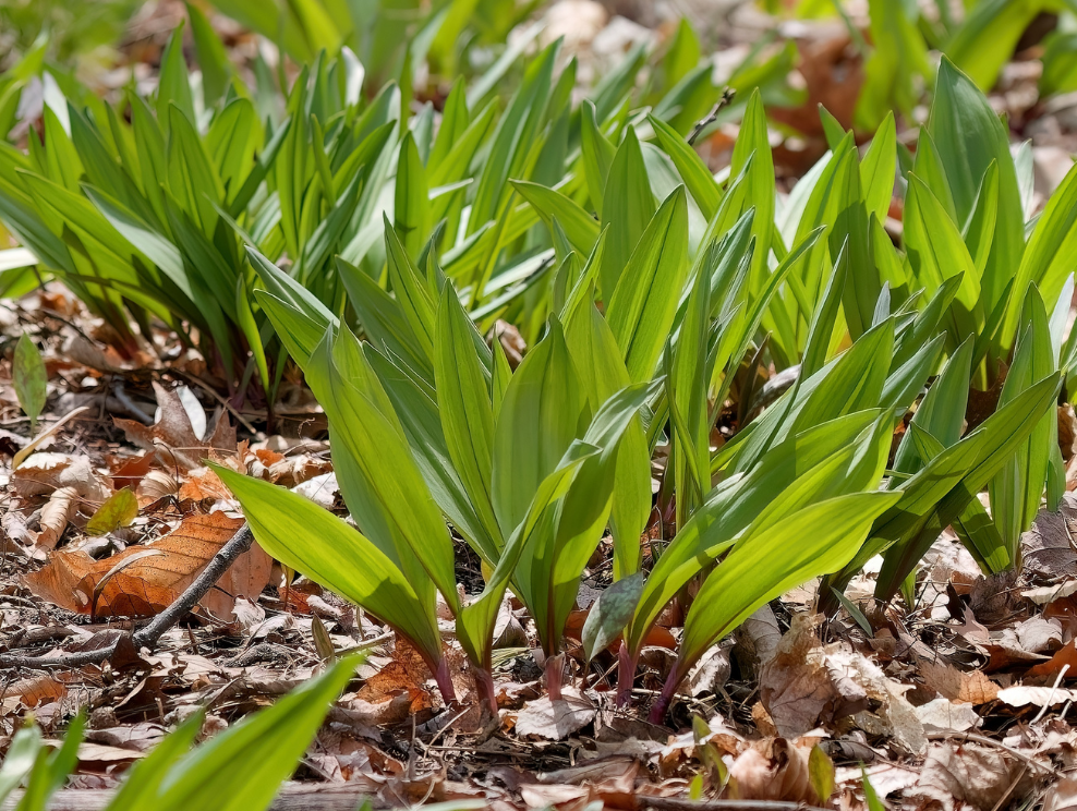 Wild ramps.