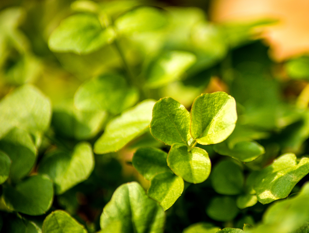Wild watercress.